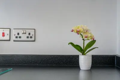 a white vase with flowers in it on a table at The Douglas - Spacious 2 bed apartment in Uddingston in Uddingston