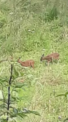 two animals walking in a field of grass at Charming stone Bothy at Loch Lomond in Luss