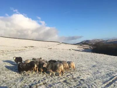 a herd of sheep standing on a snow covered hill at Dairy Cottage in Gatehouse of Fleet