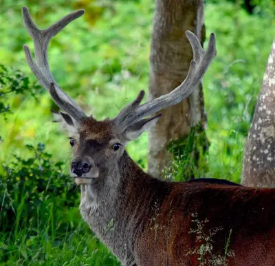 a deer with large antlers standing in the grass at Creran Apartment, Kinlochlaich House in Appin
