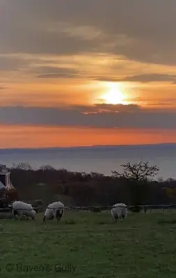 a group of sheep grazing in a field at sunset at Raven's Gully - Brodick, Isle Of Arran in Brodick