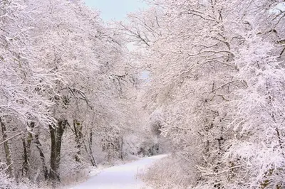 a snow covered tree lined road with snow covered trees at Linnhe Apartment, Kinlochlaich House in Appin