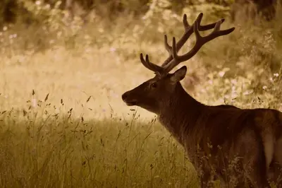 a deer standing in a field of tall grass at Linnhe Apartment, Kinlochlaich House in Appin