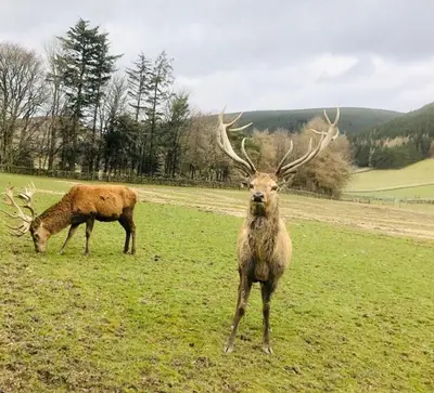 two animals with large antlers standing in a field at Glenheurie Cottage in Polmood