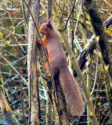 a red squirrel is sitting on a tree branch at Corrie Apartment, Kinlochlaich House in Appin