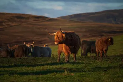 a herd of buffalo standing in a field at Capercaillie Cottage - Luxury converted steading in Perth