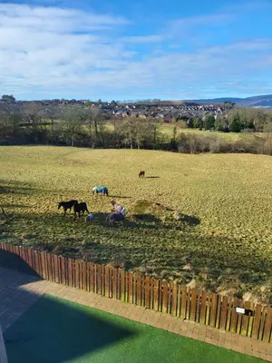 a group of horses grazing in a field with a fence at Langhouse Castle Bed and Breakfast in Inverkip