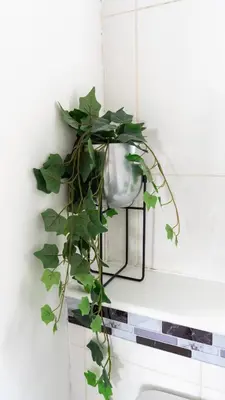 a plant hanging from a lightswitch on a wall at Ferguson House in Airdrie