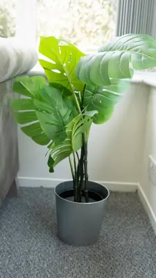 a potted plant sitting on the floor next to a window at Ferguson House in Airdrie