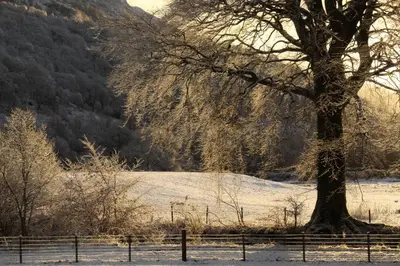 a tree in a snowy field with a fence at Blarcreen in Oban