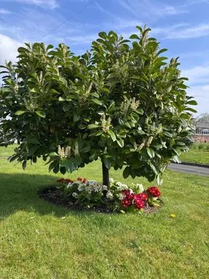 a tree in the middle of a field with flowers at Cunninghame 3 in Beith