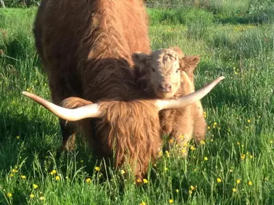 a brown cow and a baby cow laying in a field at Patie's Hill in Penicuik