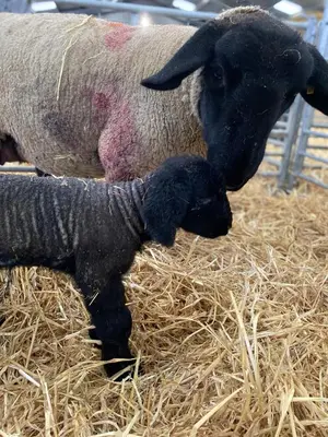 a baby lamb is standing in some hay at Patie's Hill in Penicuik