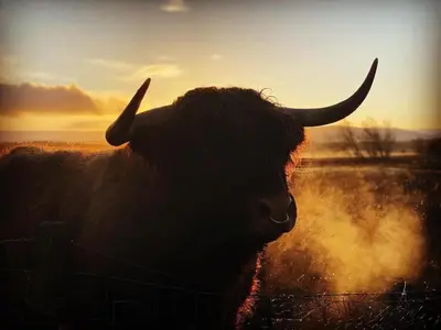 a bull with long horns standing in a field at Green Law - Dog Friendly in Penicuik