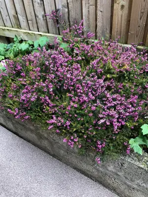 a bush of purple flowers in front of a fence at Netherby Guest House Edinburgh in Edinburgh