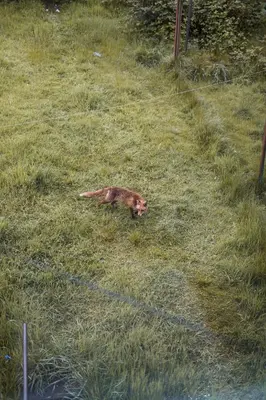 a cat laying in the grass in a field at 4 Bedrooms Homely House - Sleeps 6 Comfortably with 6 Double Beds,Glasgow, Free Street Parking, Business Travellers, Contractors, & Holiday-Goers, Near All Major Transport Links in Glasgow & City Centre, Perfect for Common Wealth Games 2026 in Glasgow